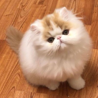 Kitten