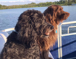 Emily's boat pups