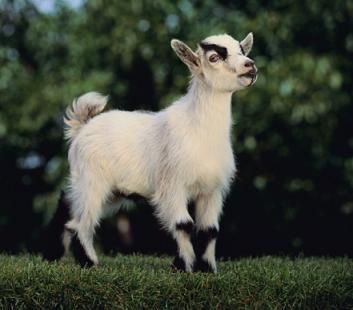 Cute mammal