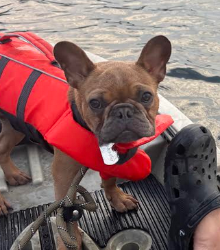 Vest dog